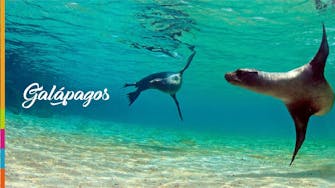 galapagos islands| live ecuador