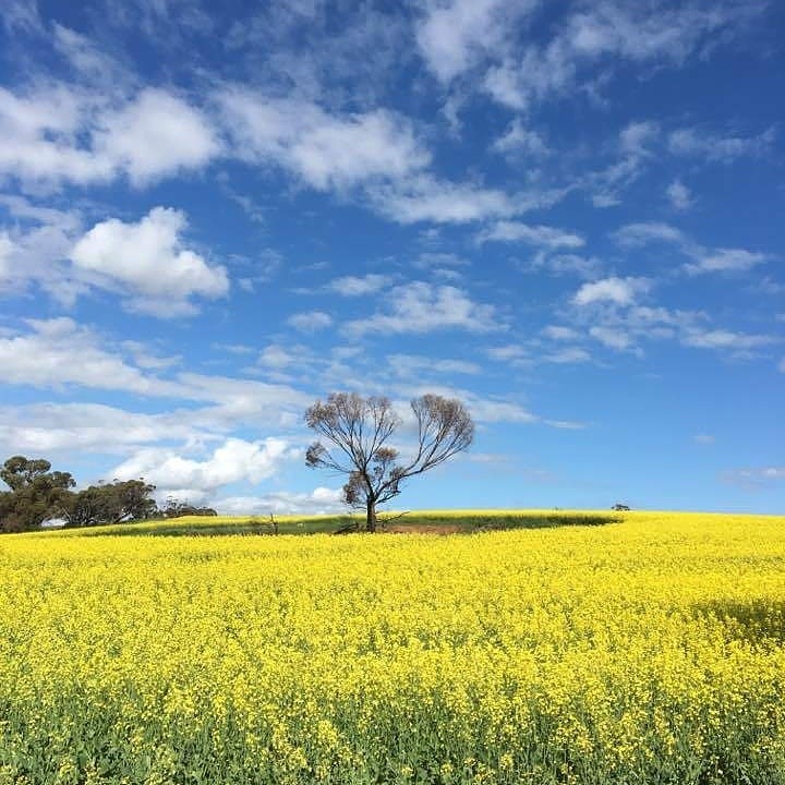 Field of canola