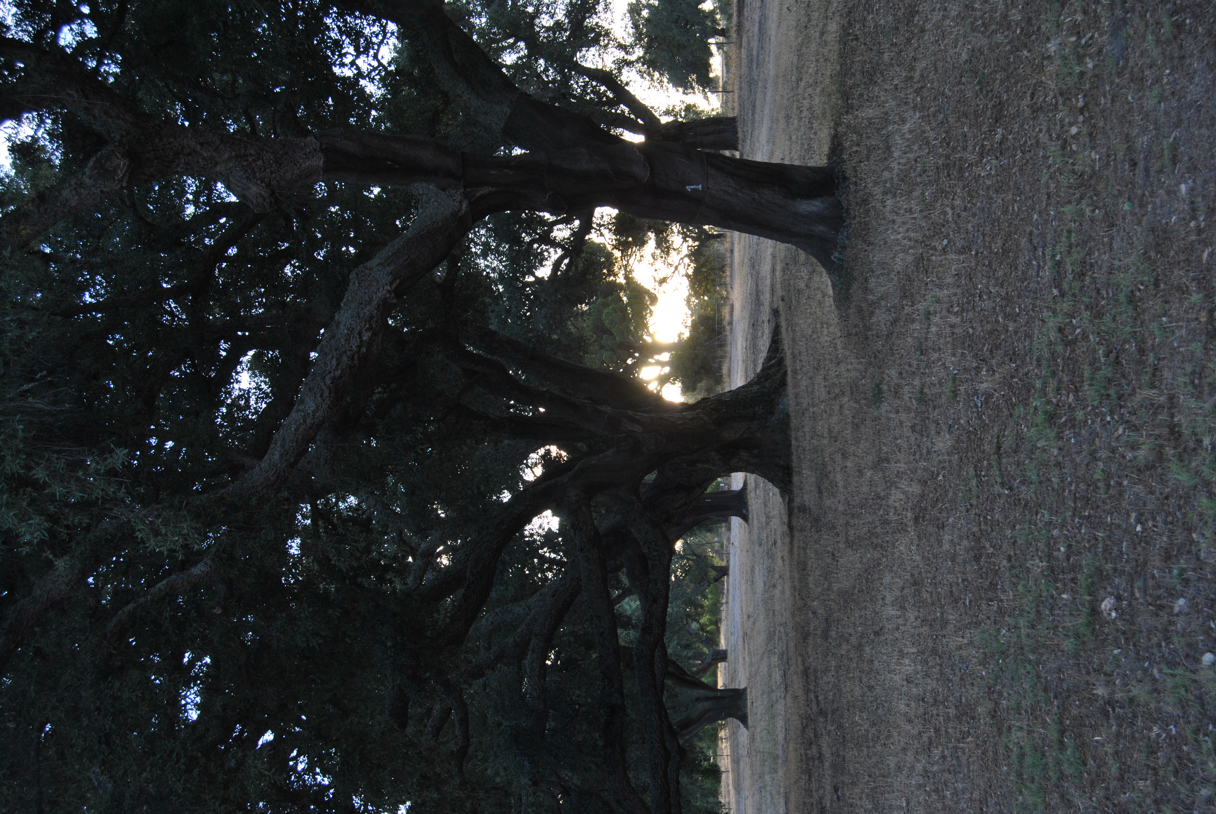 floresta forest sobreiros árvores cork trees