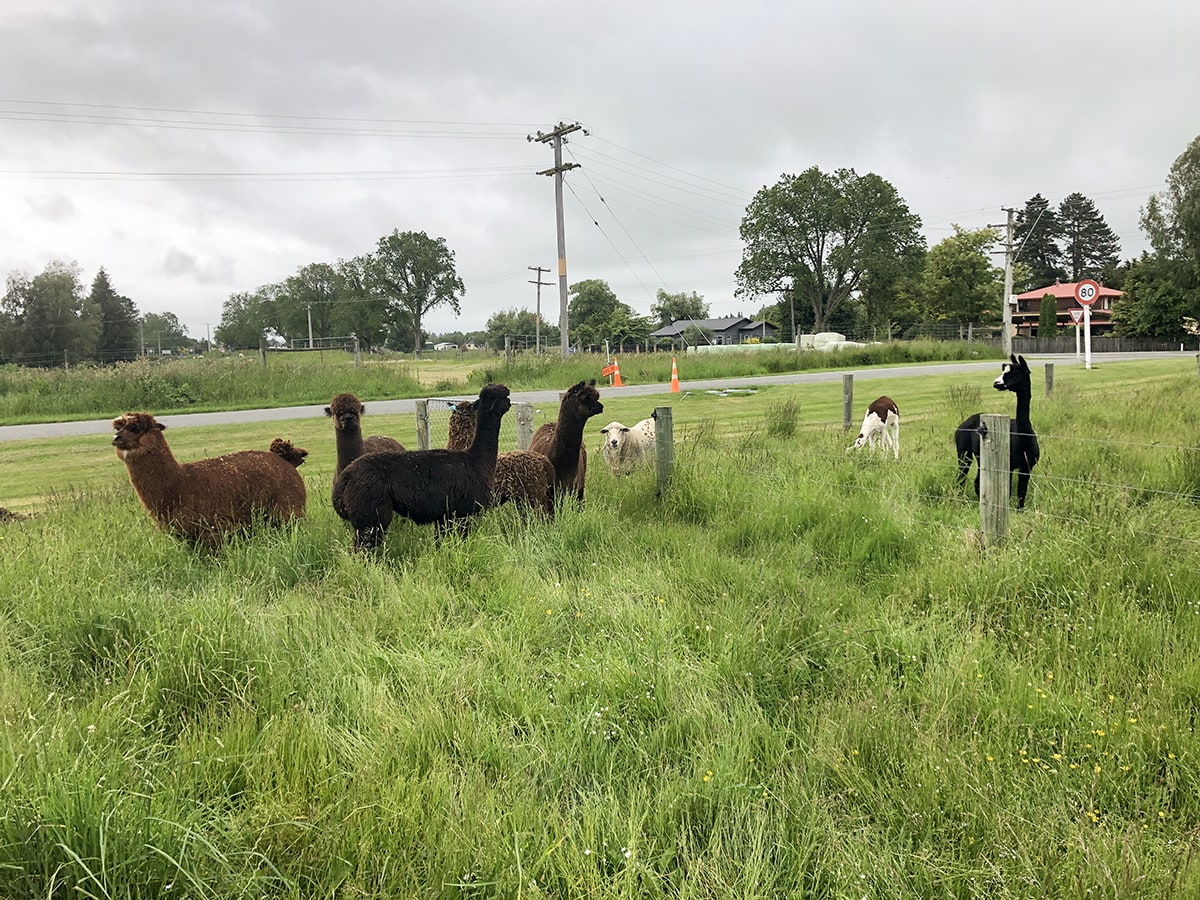 Alpacas and sheep in a field at Musterer's Accommodation, Fairlie.