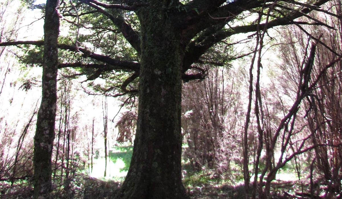 Admire the NZ Native beech trees.