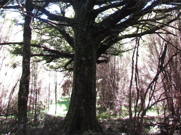 Admire the NZ Native beech trees.