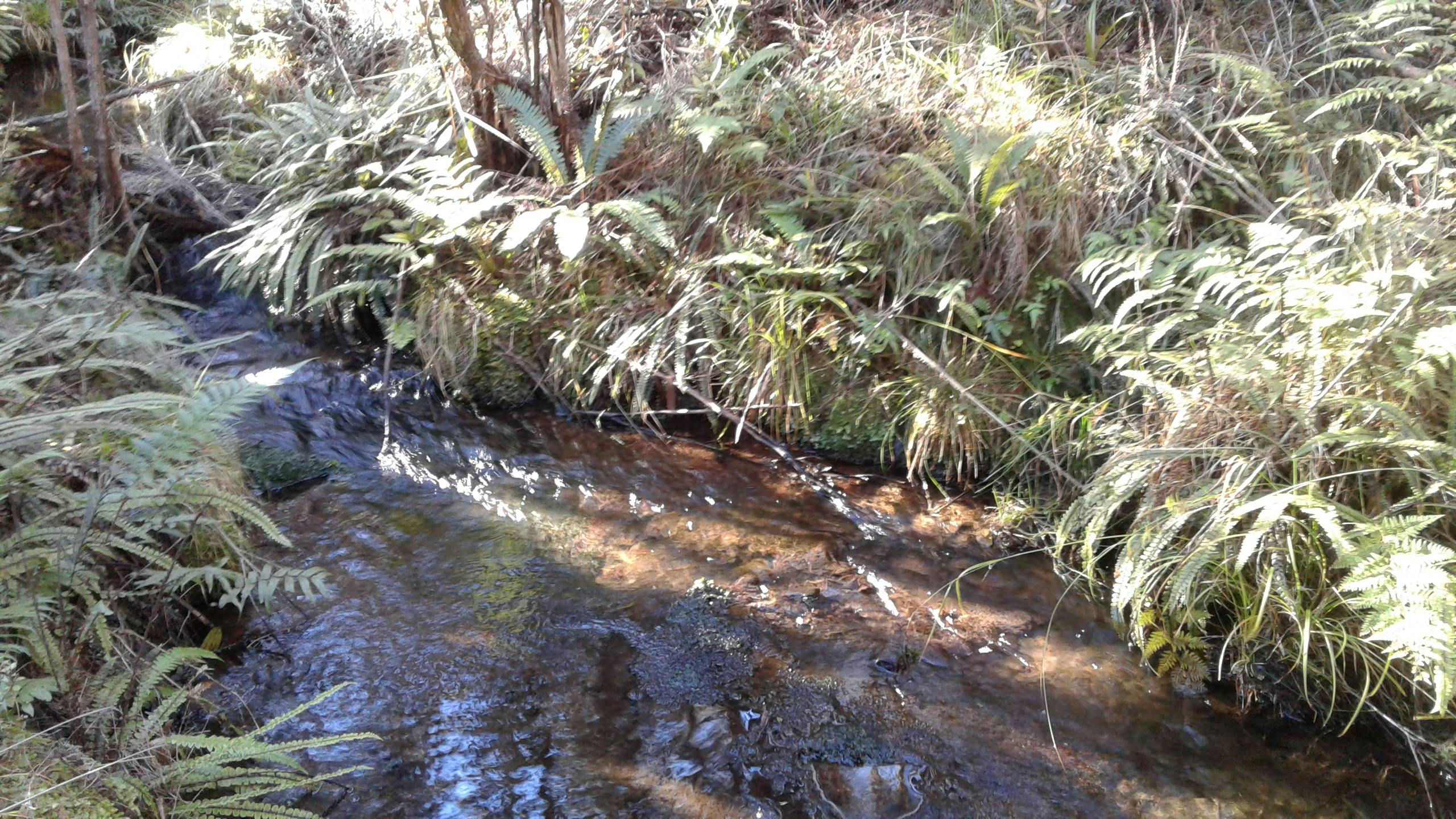 Follow the stream on your walk around the bush block.