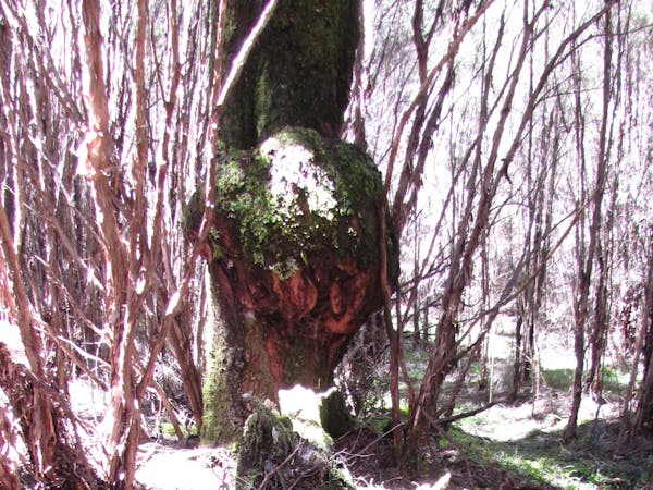 Ancient protected beech tree.