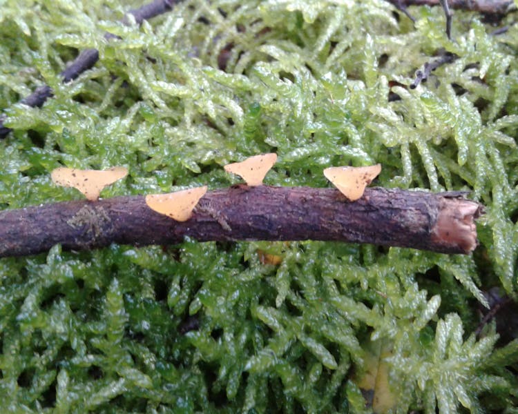 Four cute little mushrooms on a branch.