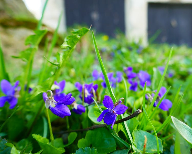 Sweet violet flowers on Gotland