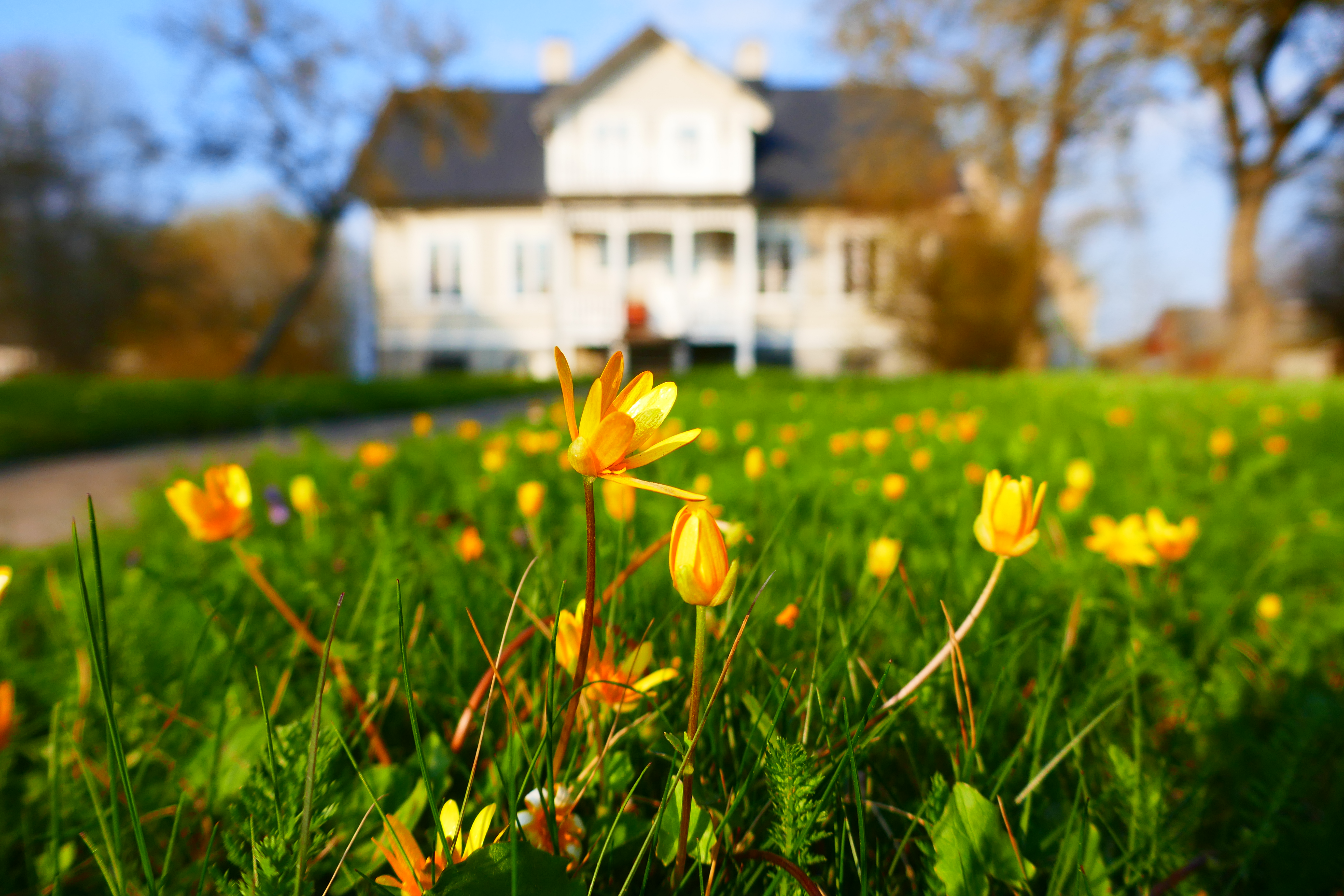 Close up of flowers, Gotland, Visby, Sweden