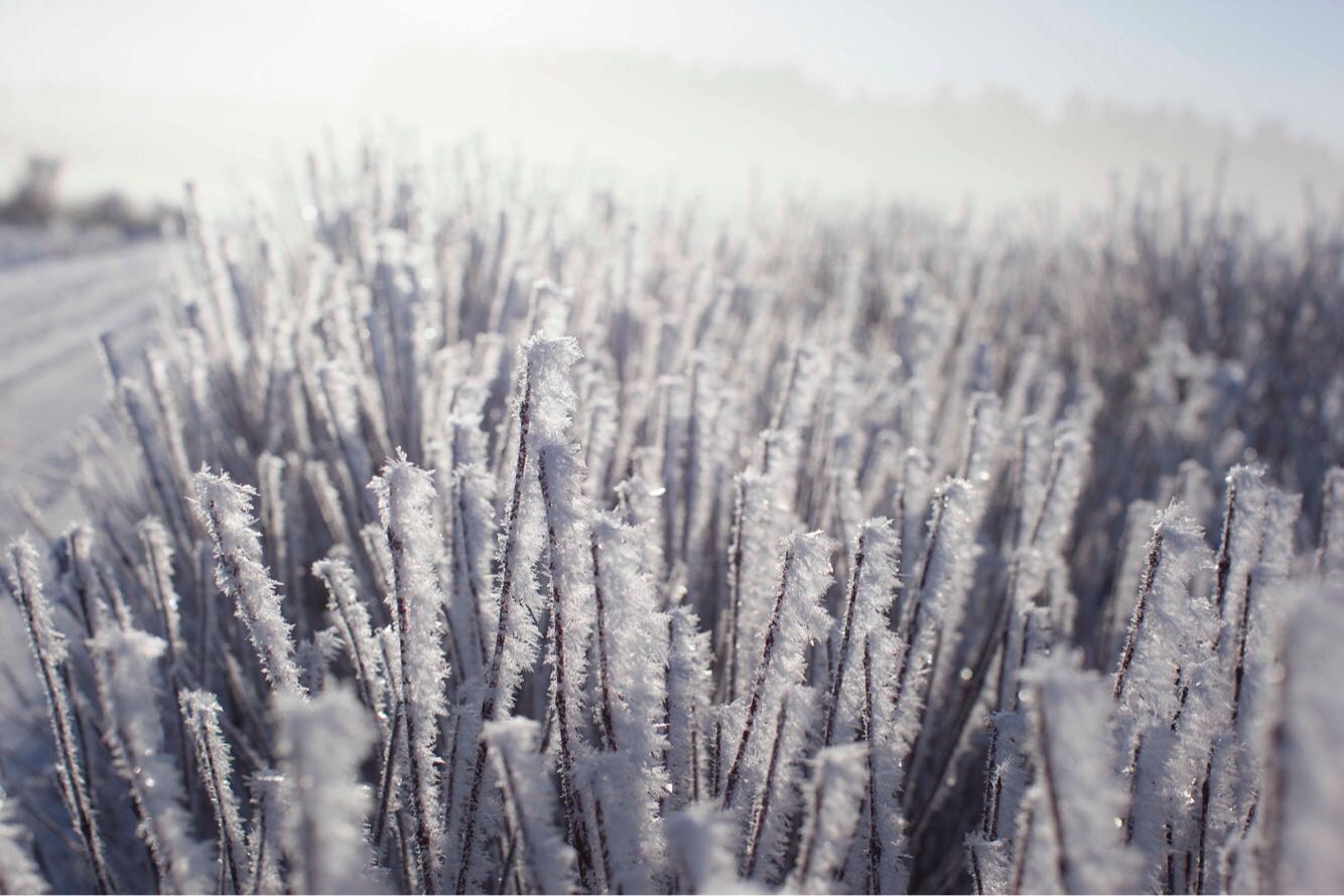 stunning hoar frost picture in Ekeby, Visby, Gotland