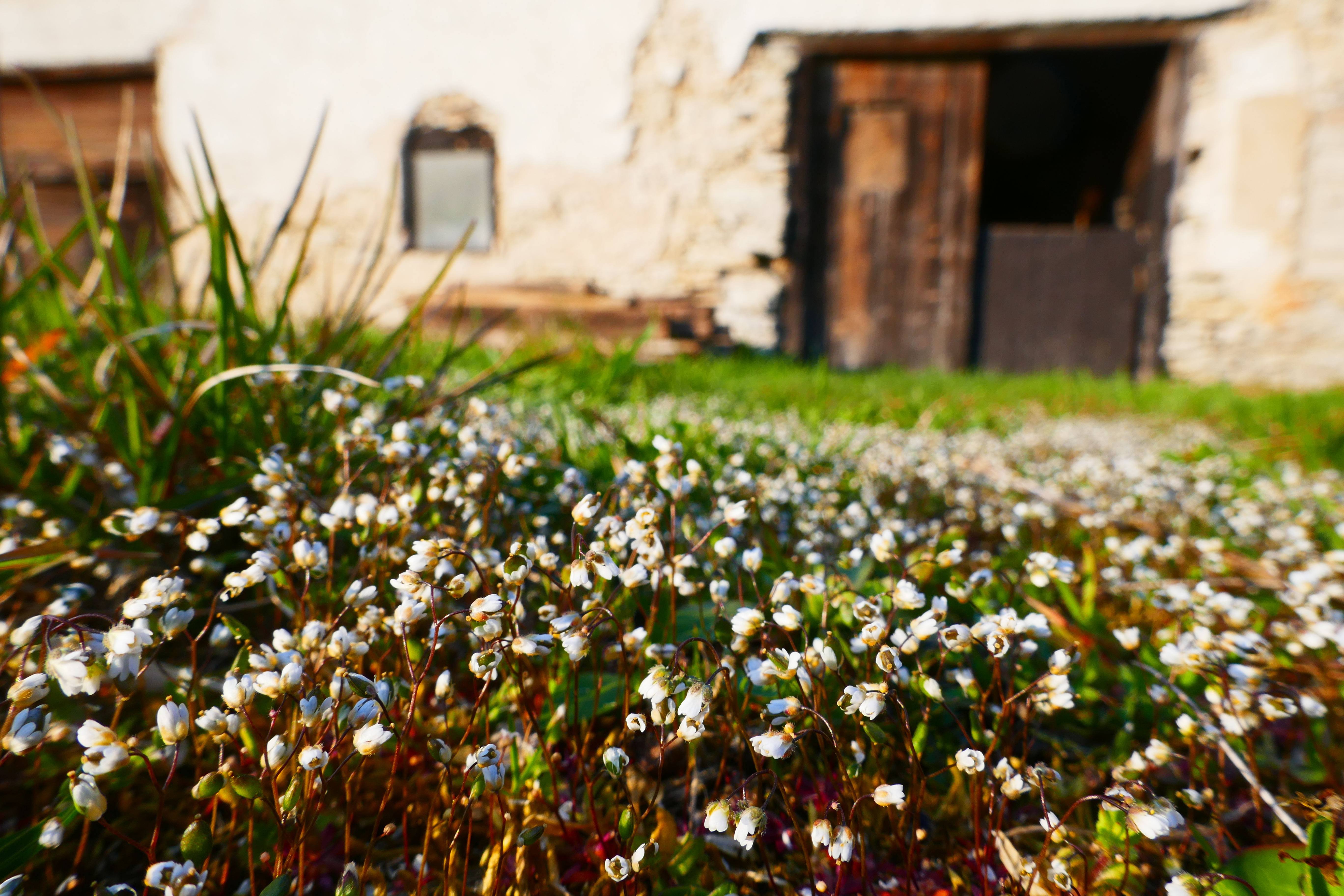 Common whitlow grass in Gotland at Three Pheasants Boutique Bed and Breakfast