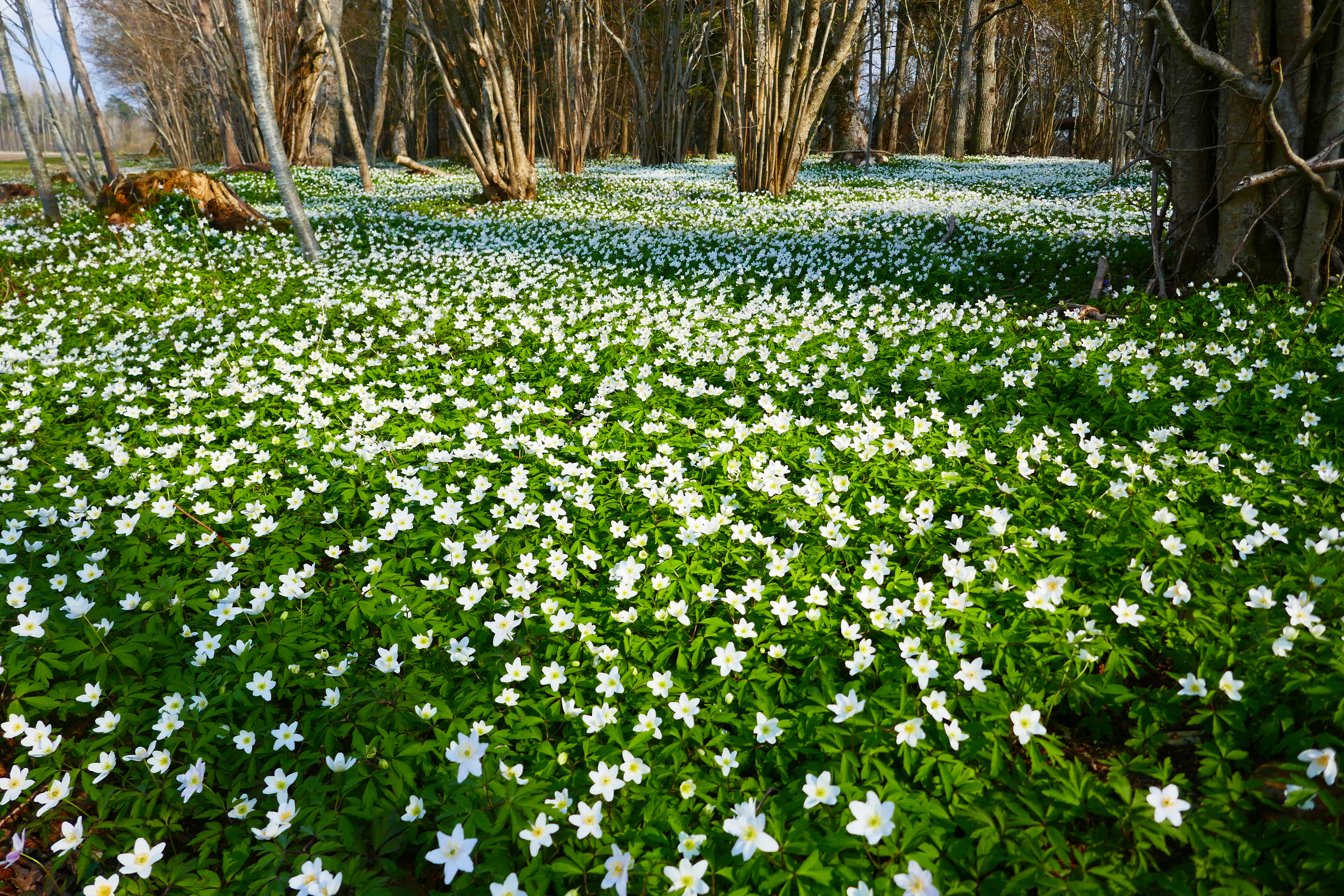 Meadow of anemones in a enge near Ekeby, Visby, Gotland