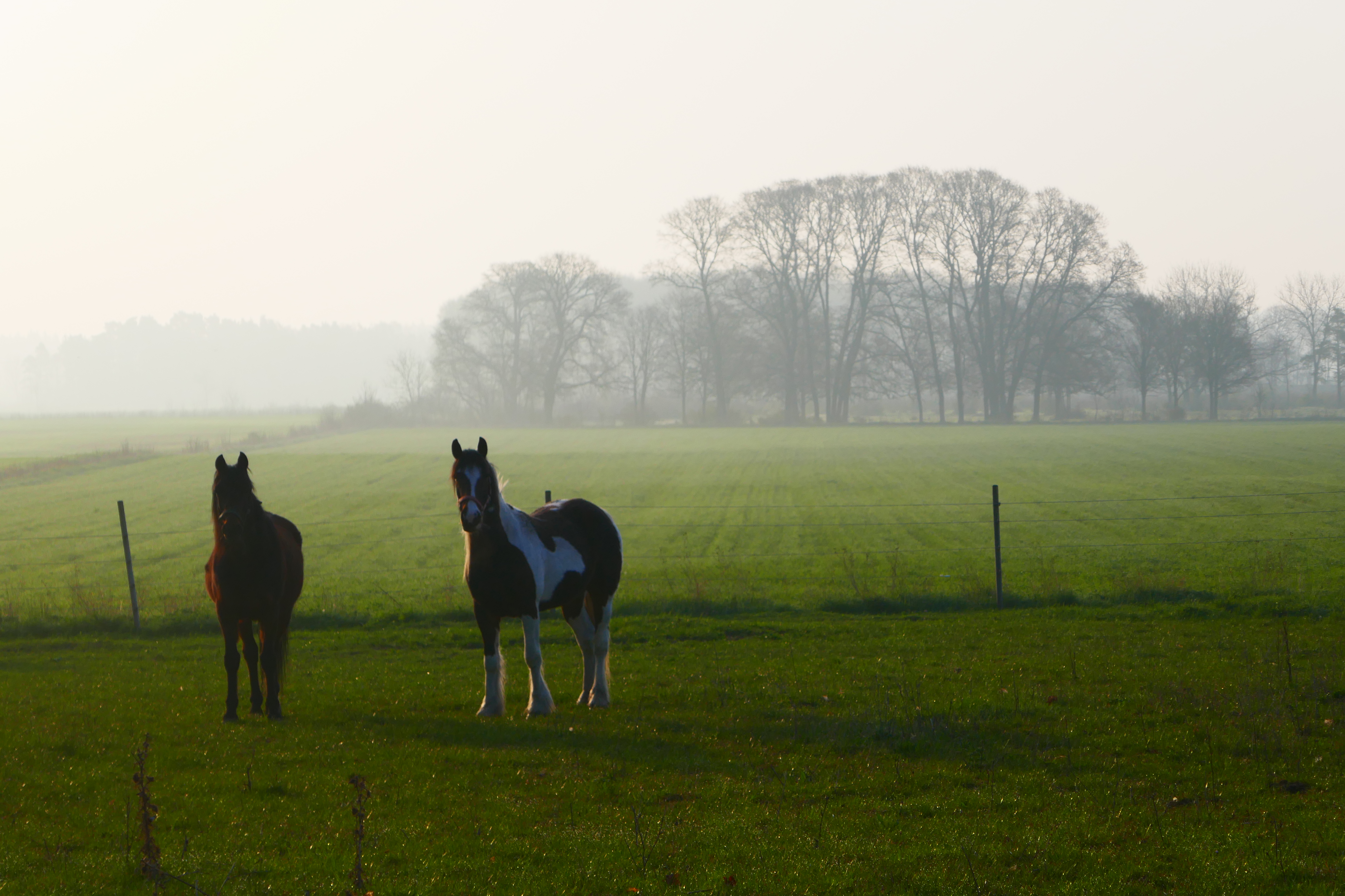 Horses in Ekeby, near Three Pheasants, Gotland