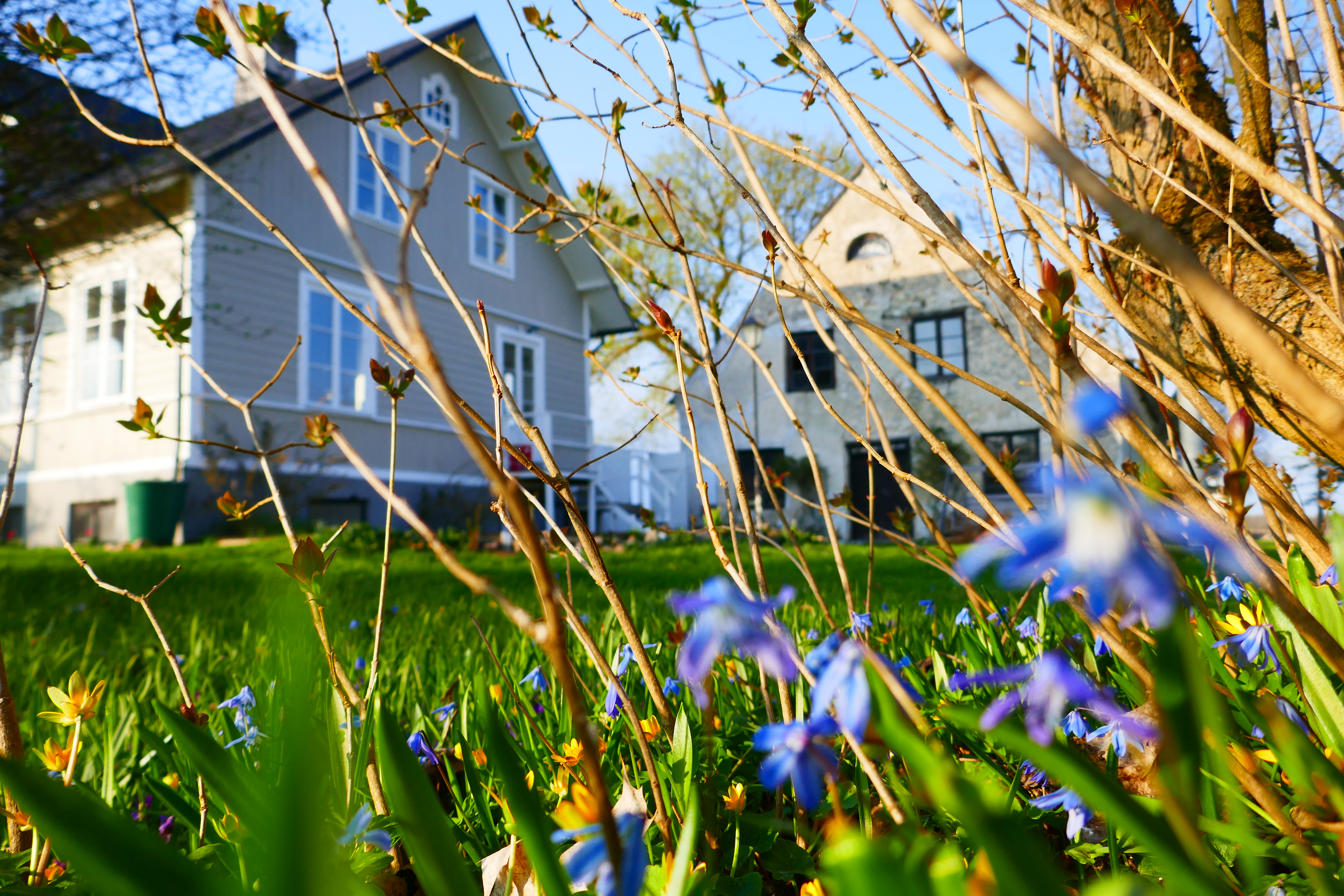 Siberian Squill in front of Three Pheasants