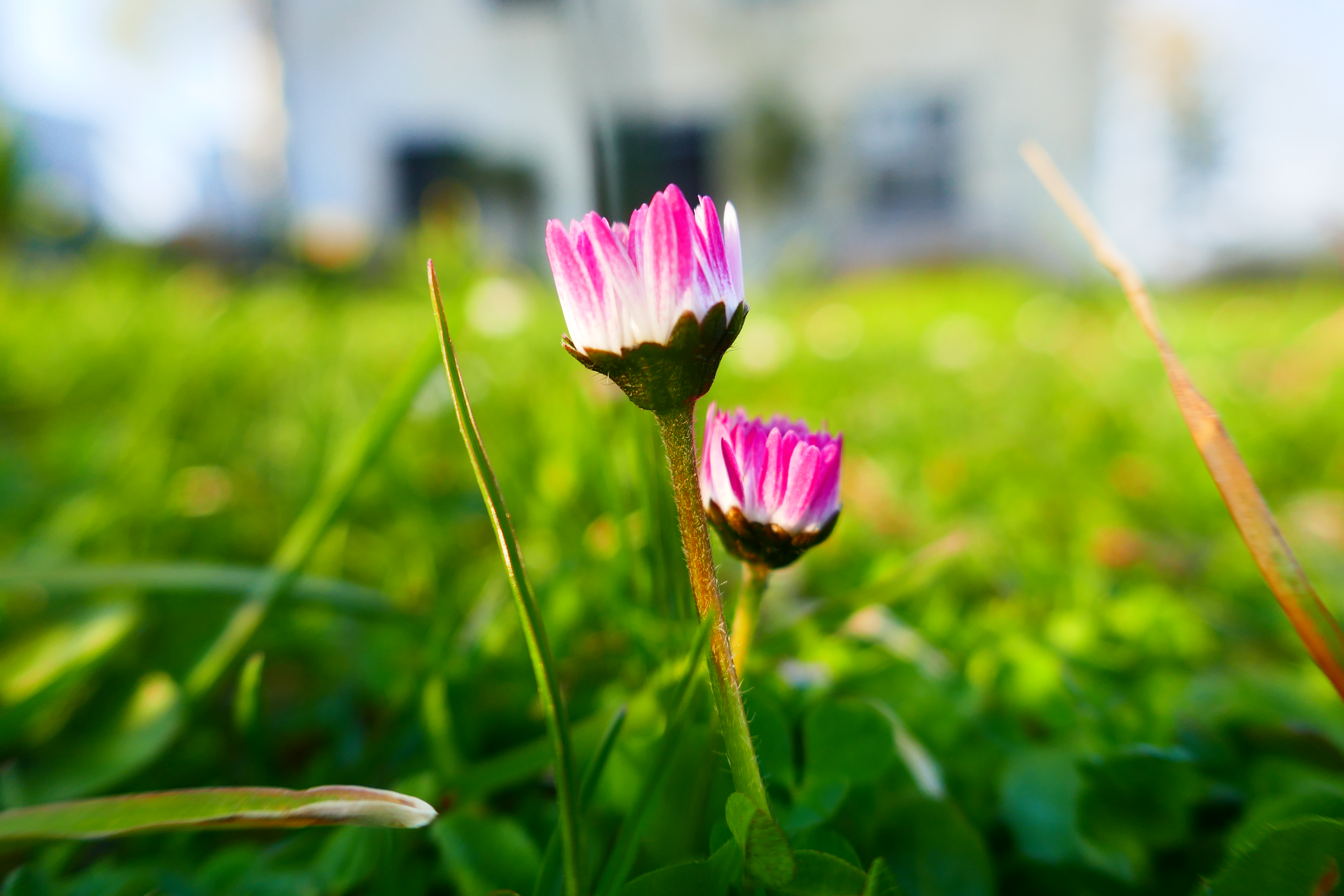 Daisies on Gotland at Three Pheasants