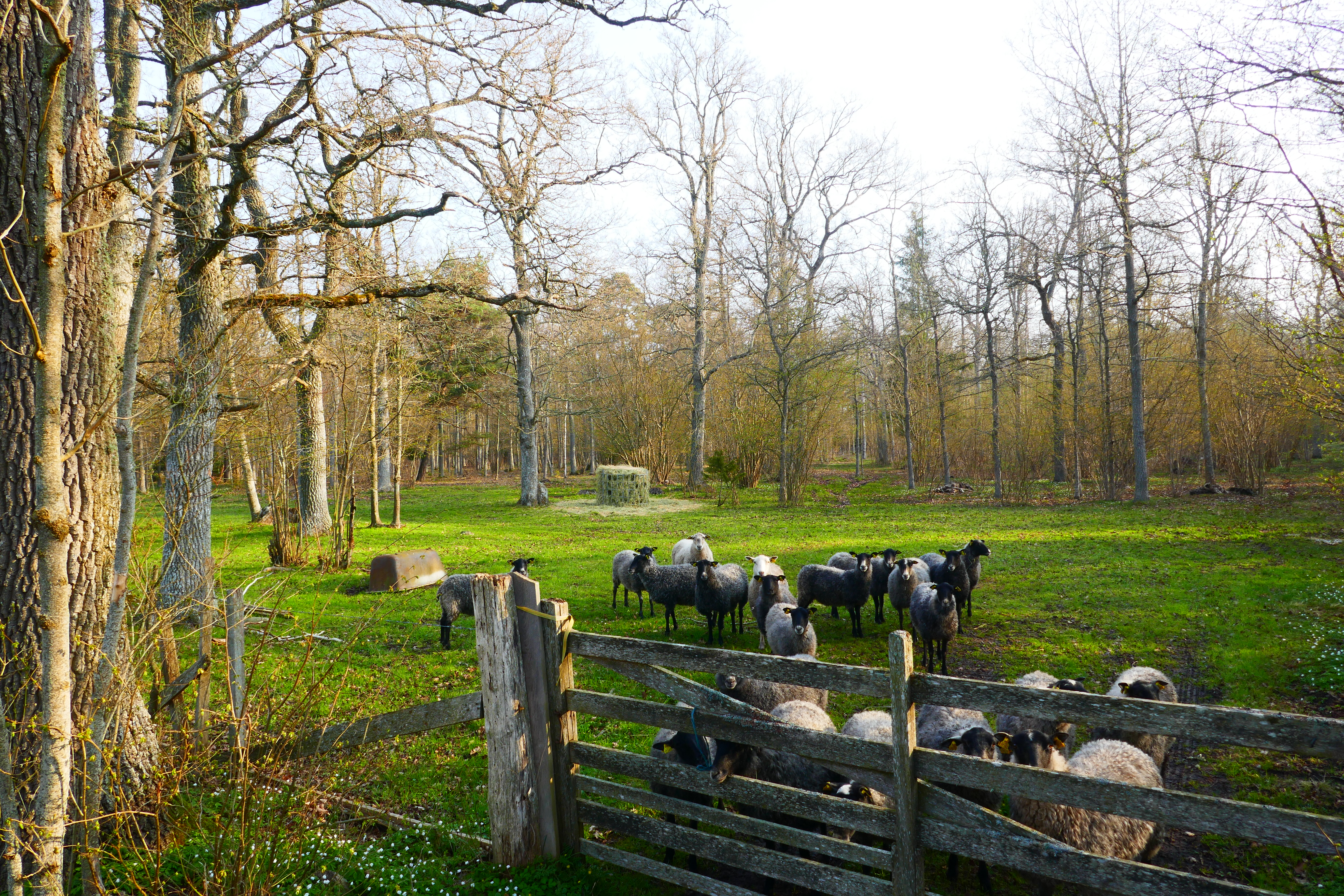 Classic Gotland sheep near Ekeby