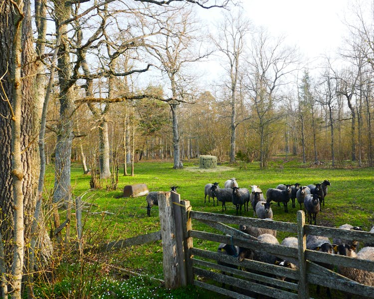 Classic Gotland sheep near Ekeby