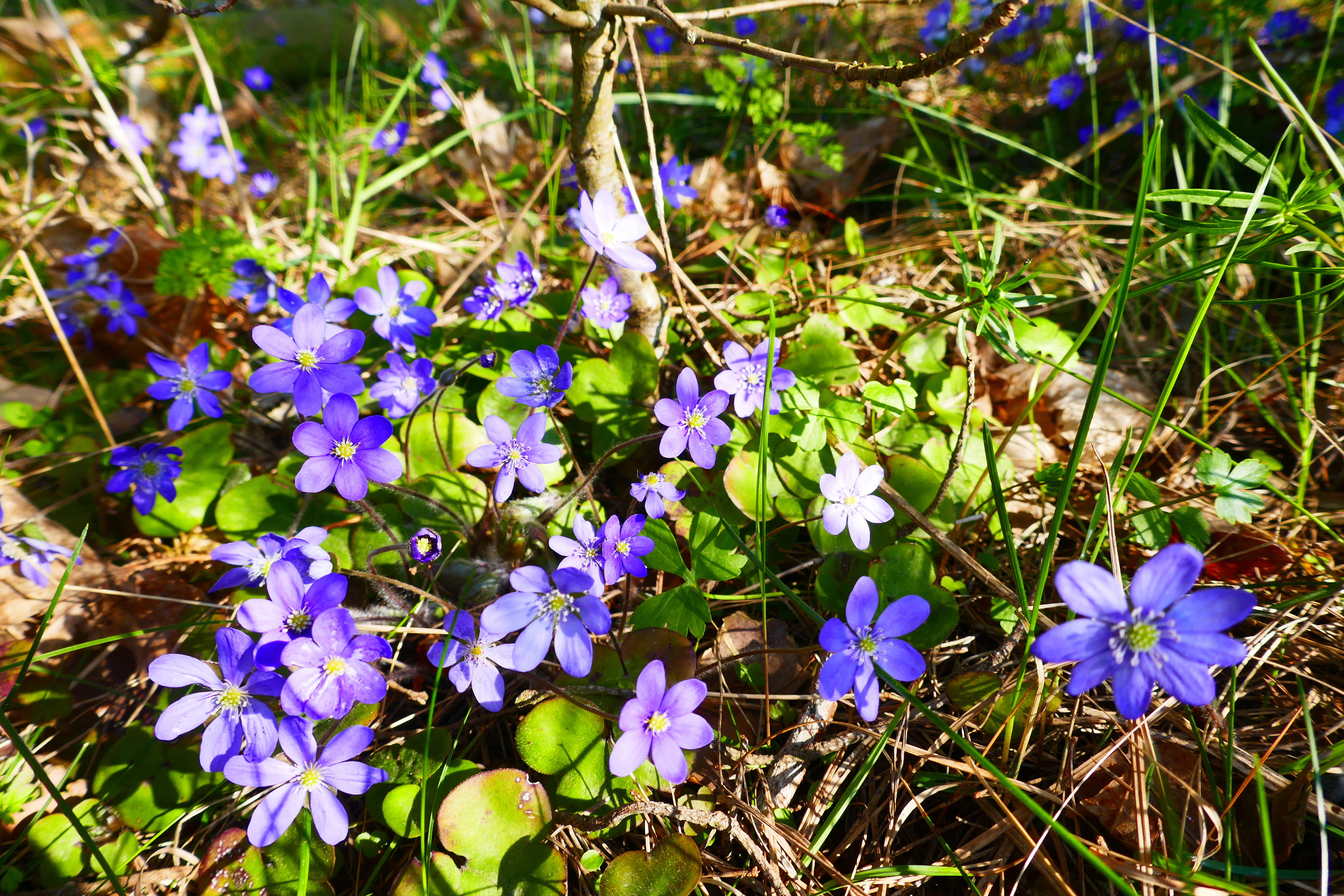 Liverleaf in and around Ekeby, near Visby, Gotland