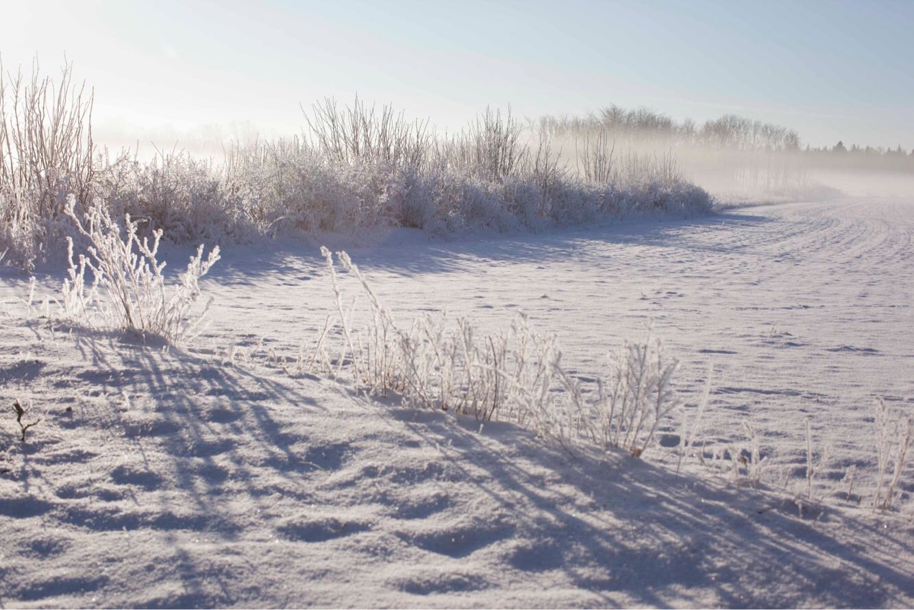 snow hoar and a stunning frost, in Ekeby, Visby, Gotland