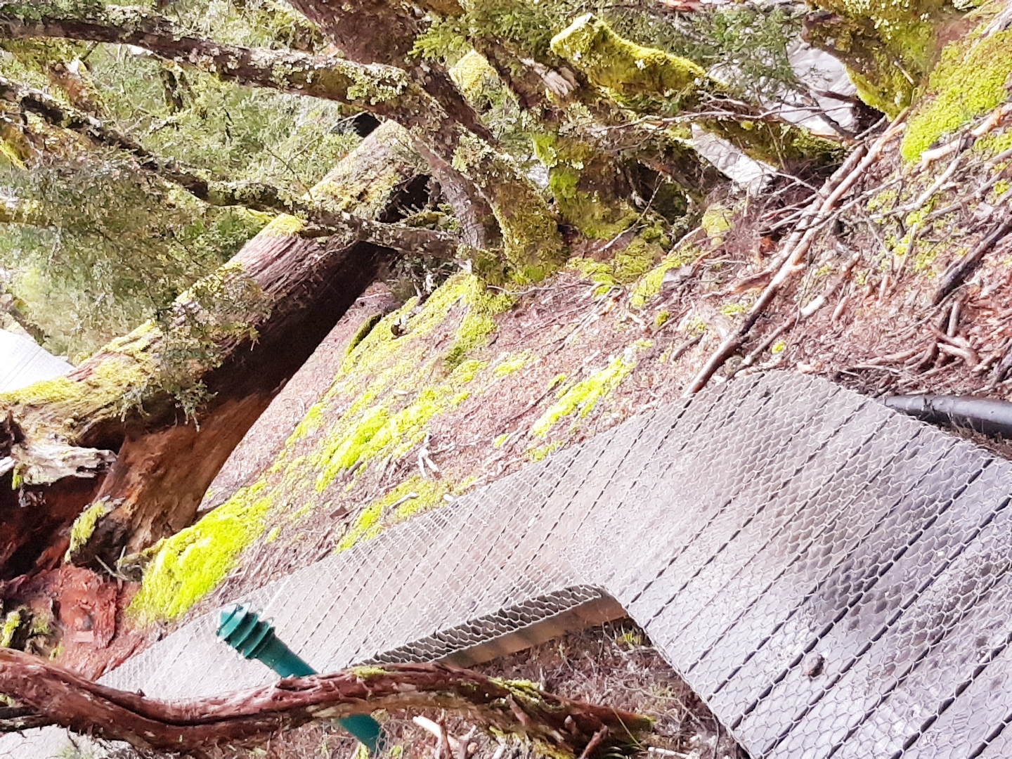 Cradle Mountain Walking Track