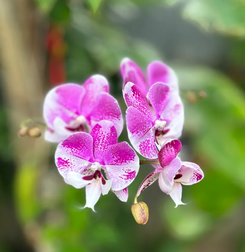 Tropical garden