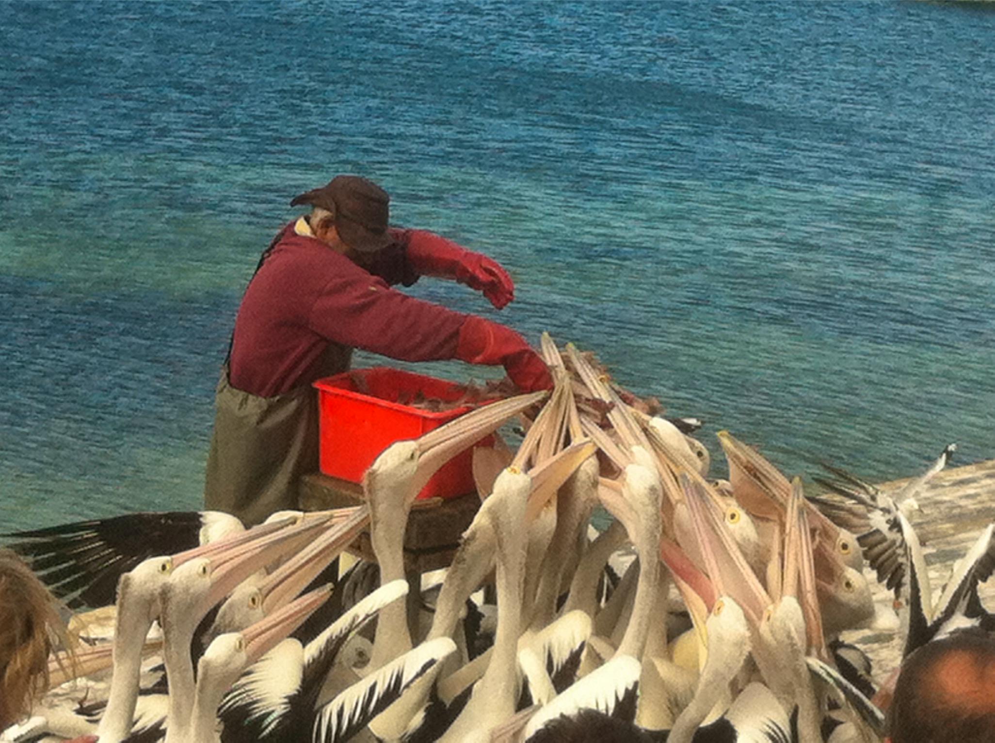 Pelican Feeding