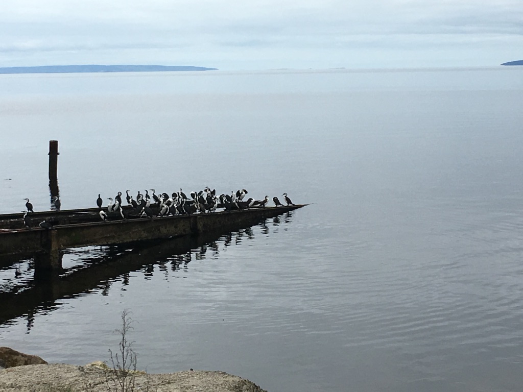 Birds on the slip Kingscote