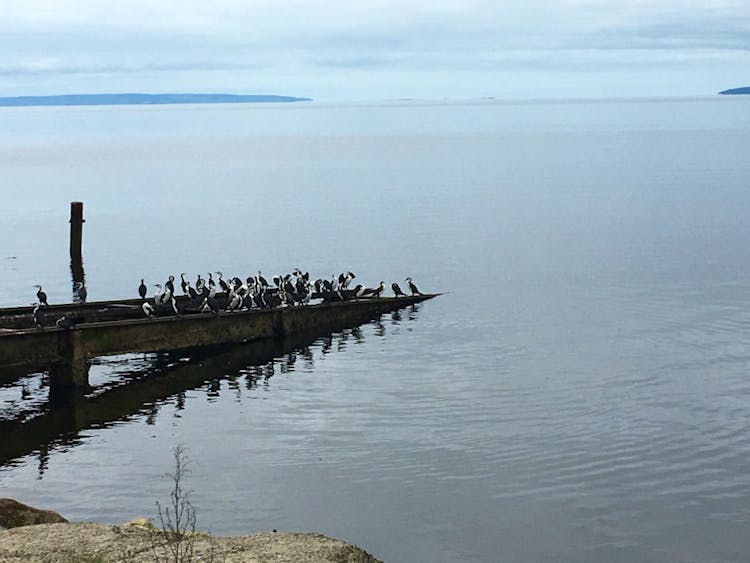 Birds on the slip Kingscote
