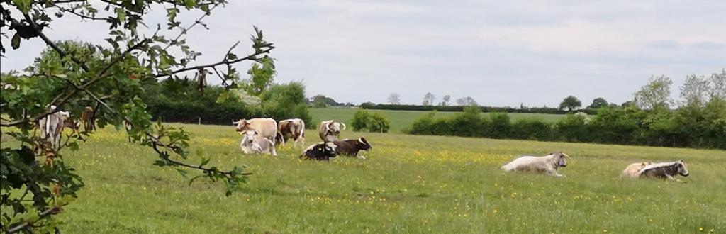 Afternoon nap anyone? 1