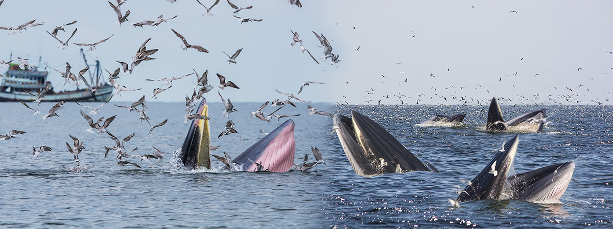 ปลาวาฬบรูด้า