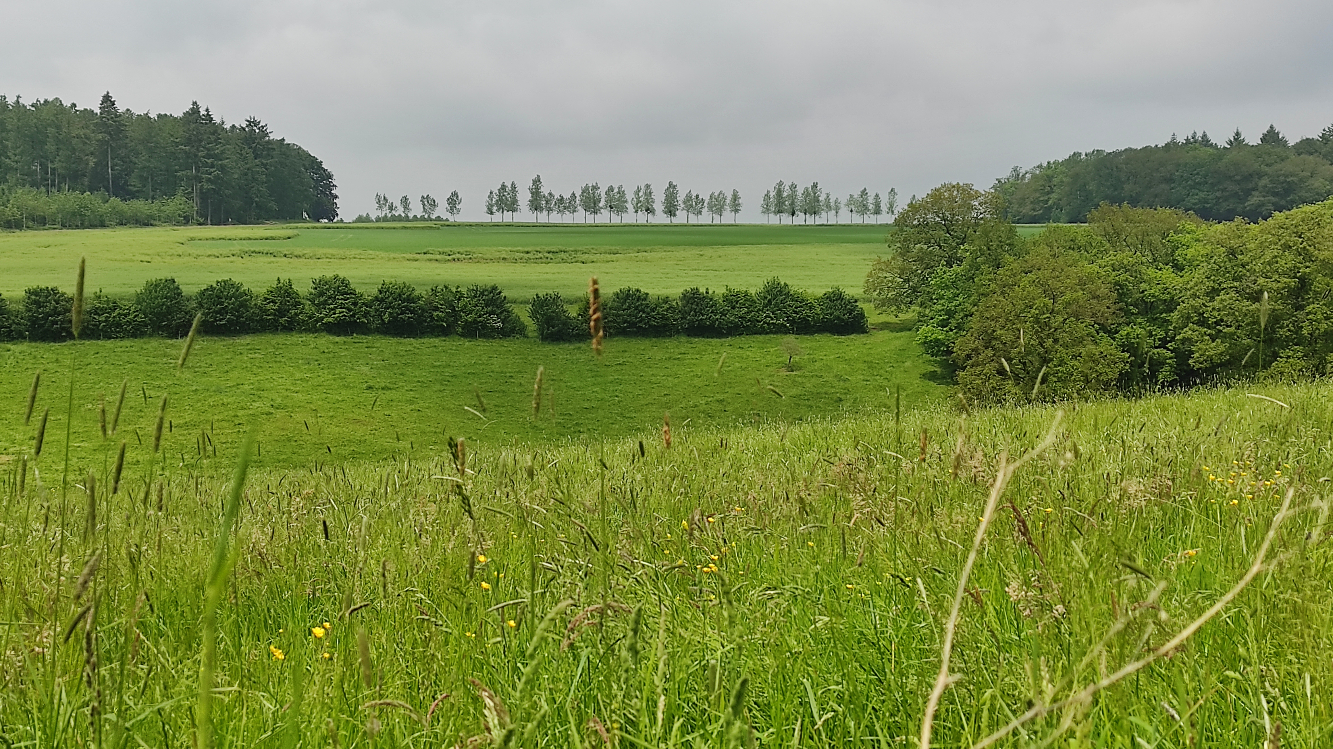 Beautiful row of trees seen on a walk near La Maison Vienvenue in Anthines, Vien, ideal for hikers and cyclists.