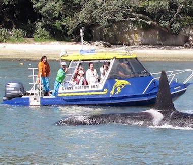 Glass Bottom Boat Tour, located in Whitianga . Scenic 2 hour tour, exploring 12 km of rugged volcanic coastline.
