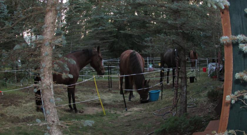 Horses are always welcome at Best Bear Lodge & Campground