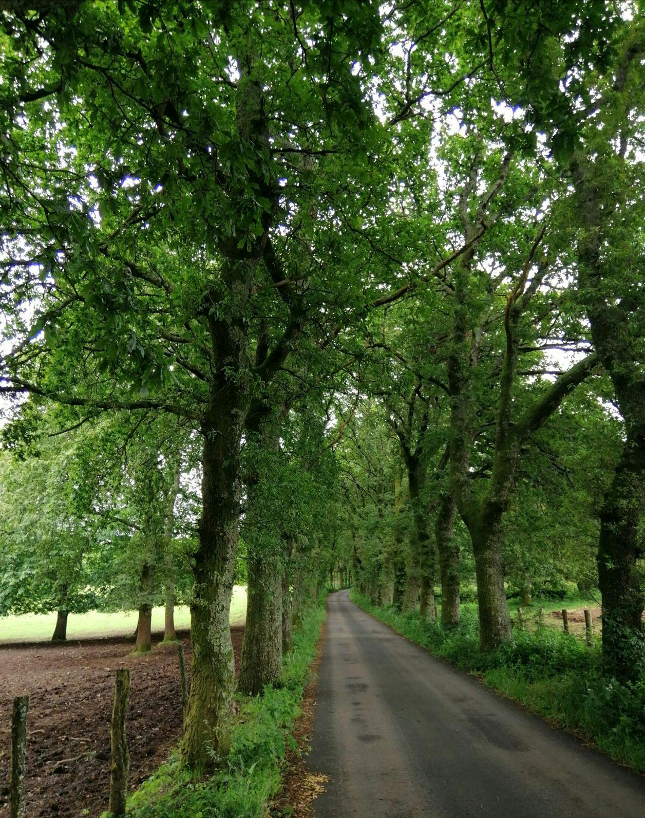 OAK LINED ROAD LEADING UP TO HOTEL