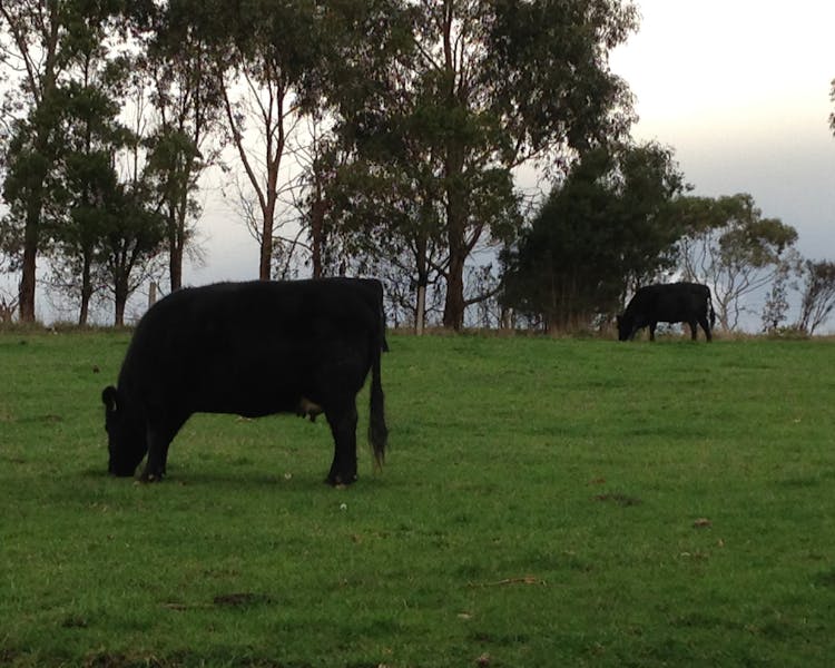Anderley has 35 acres and friendly cattle for guests to meet