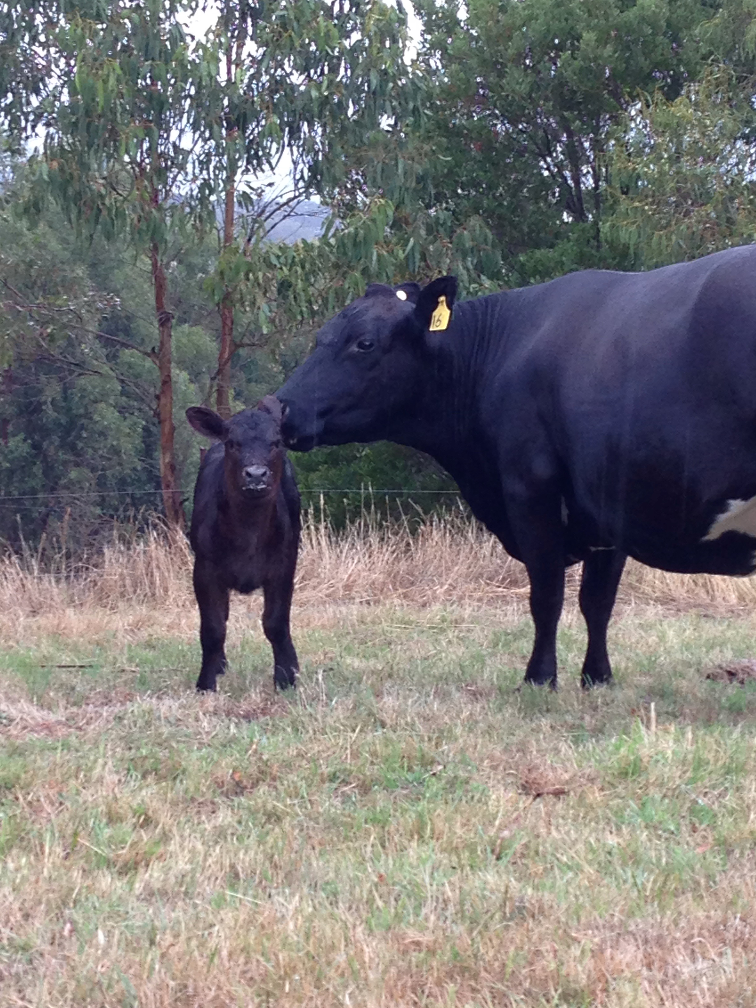 Enjoy the rural country surrounds on the property at Anderley in West Gippsland