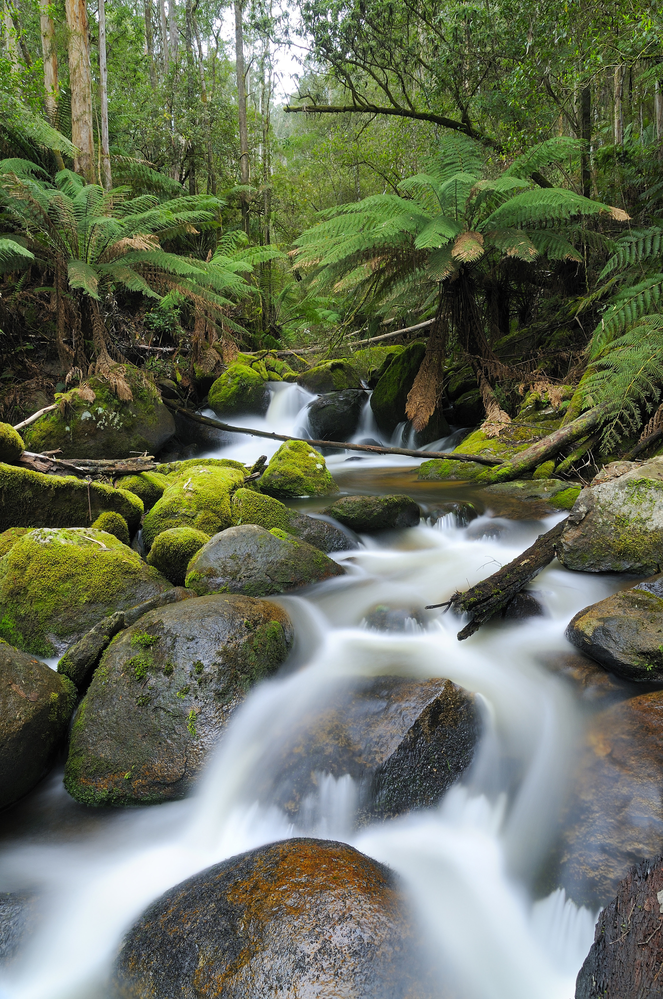 Taronga Falls in Gippsland