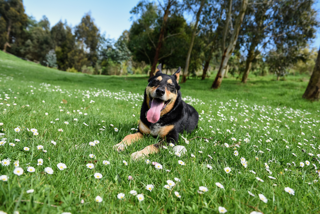 Dog Friendly accommodation at Anderley in Gippsland