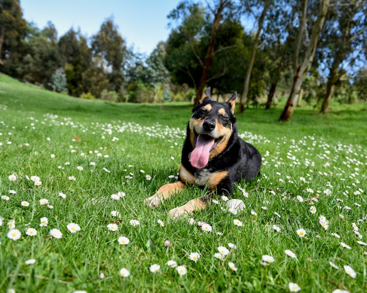 Dog Friendly accommodation at Anderley in Gippsland