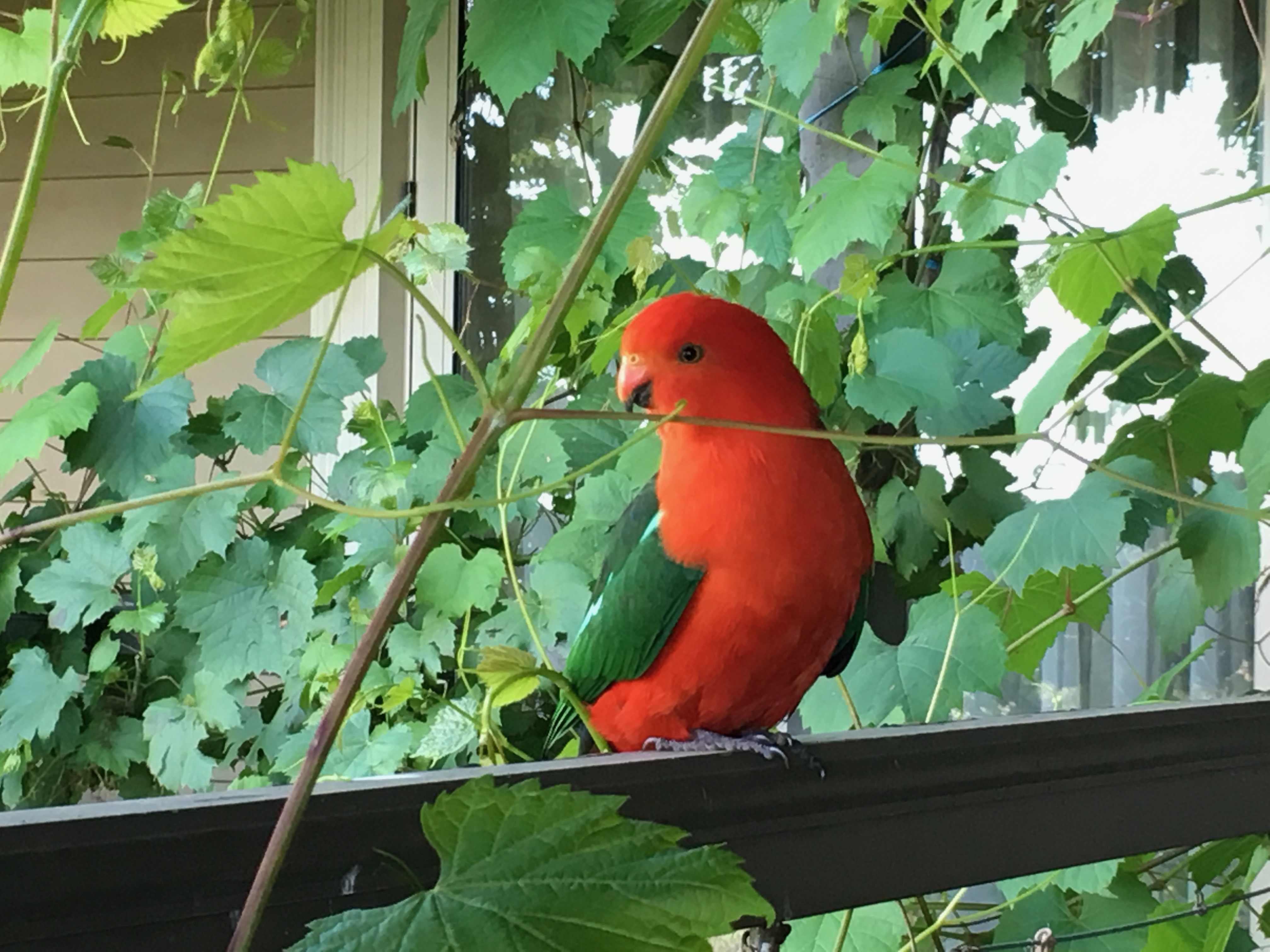 Abundant Birdlife on Anderley property with friendly King Parrots