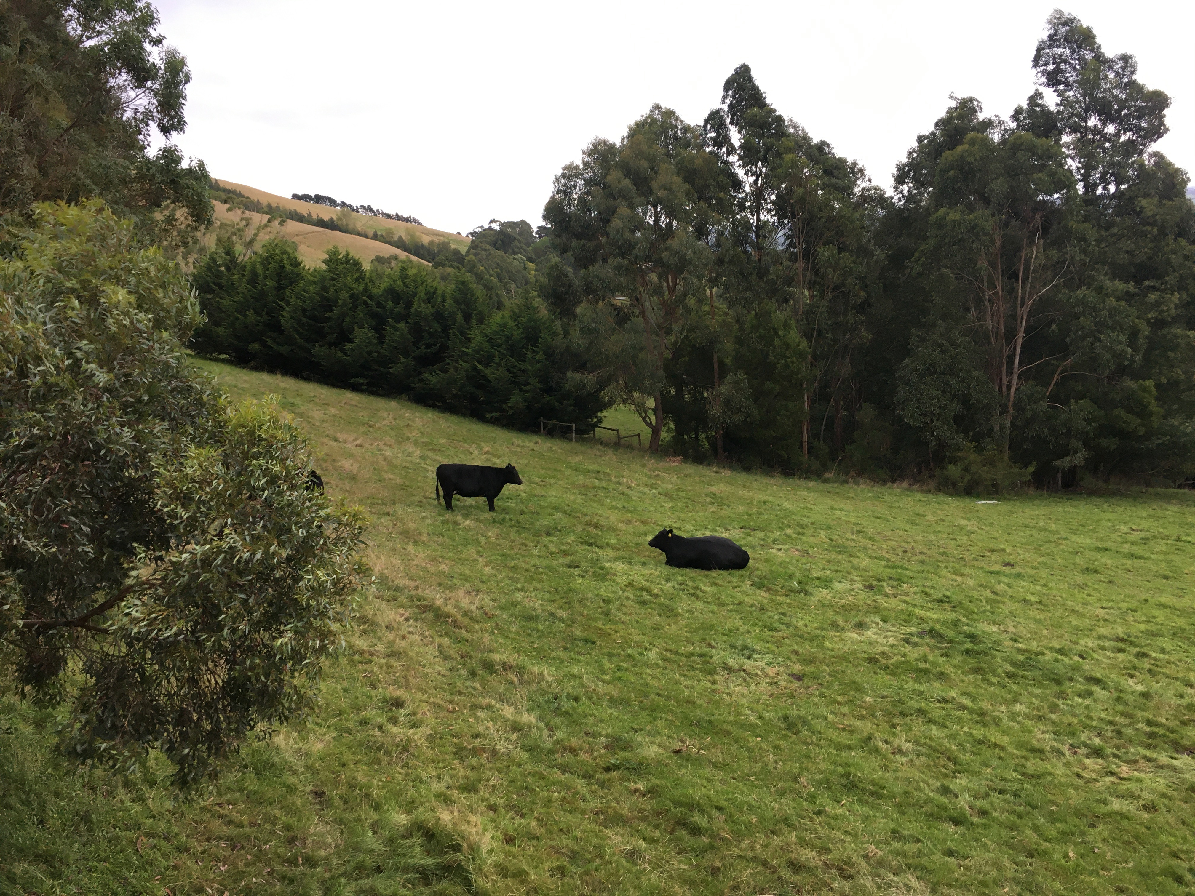 Beautiful Rural Views at Anderley in Yarragon South