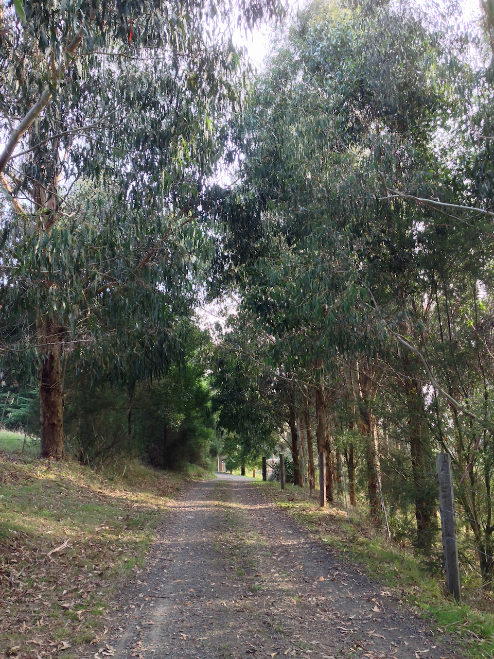 The track between the cottages at Anderley