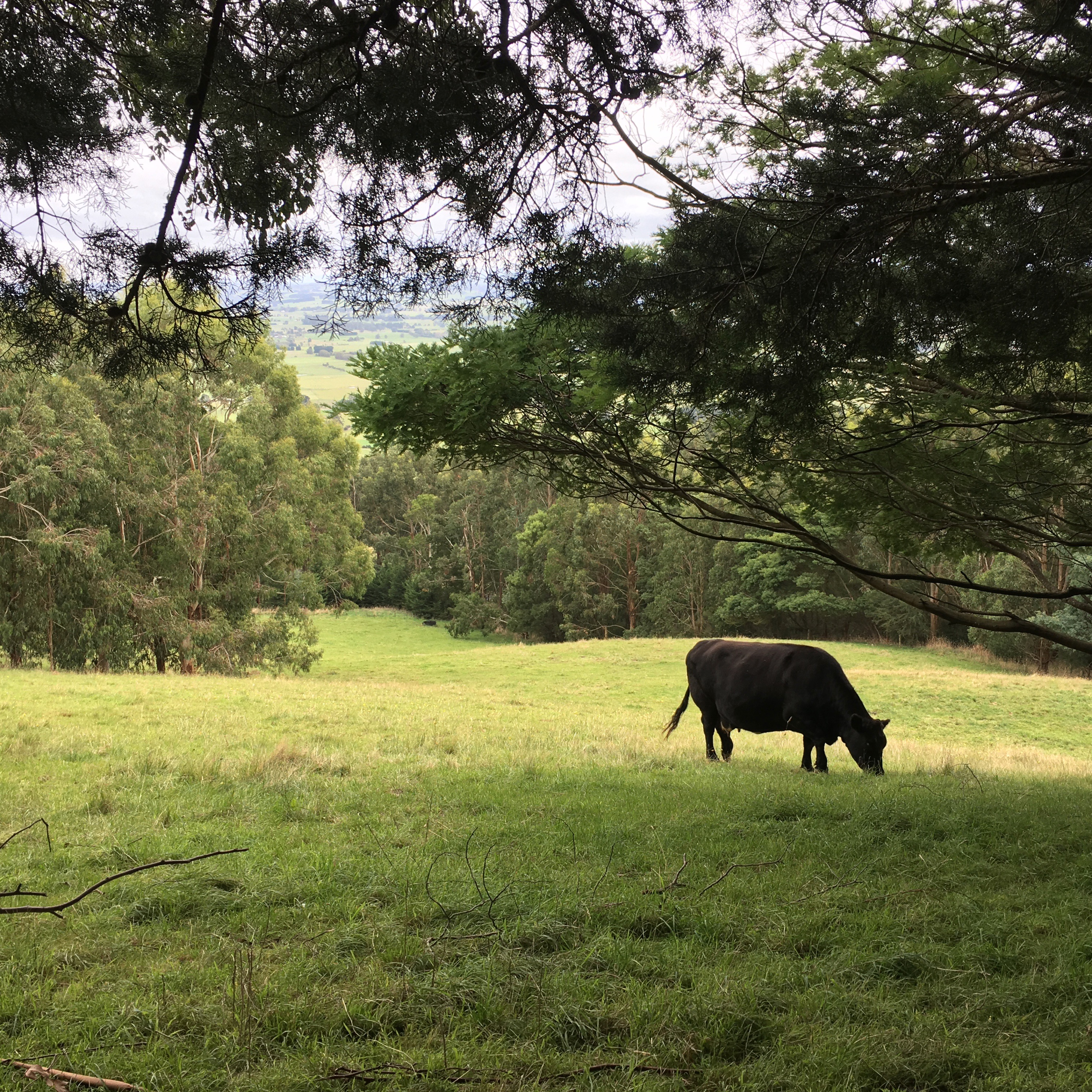 Anderley is on 35 acres and cattle graze near the cottages.