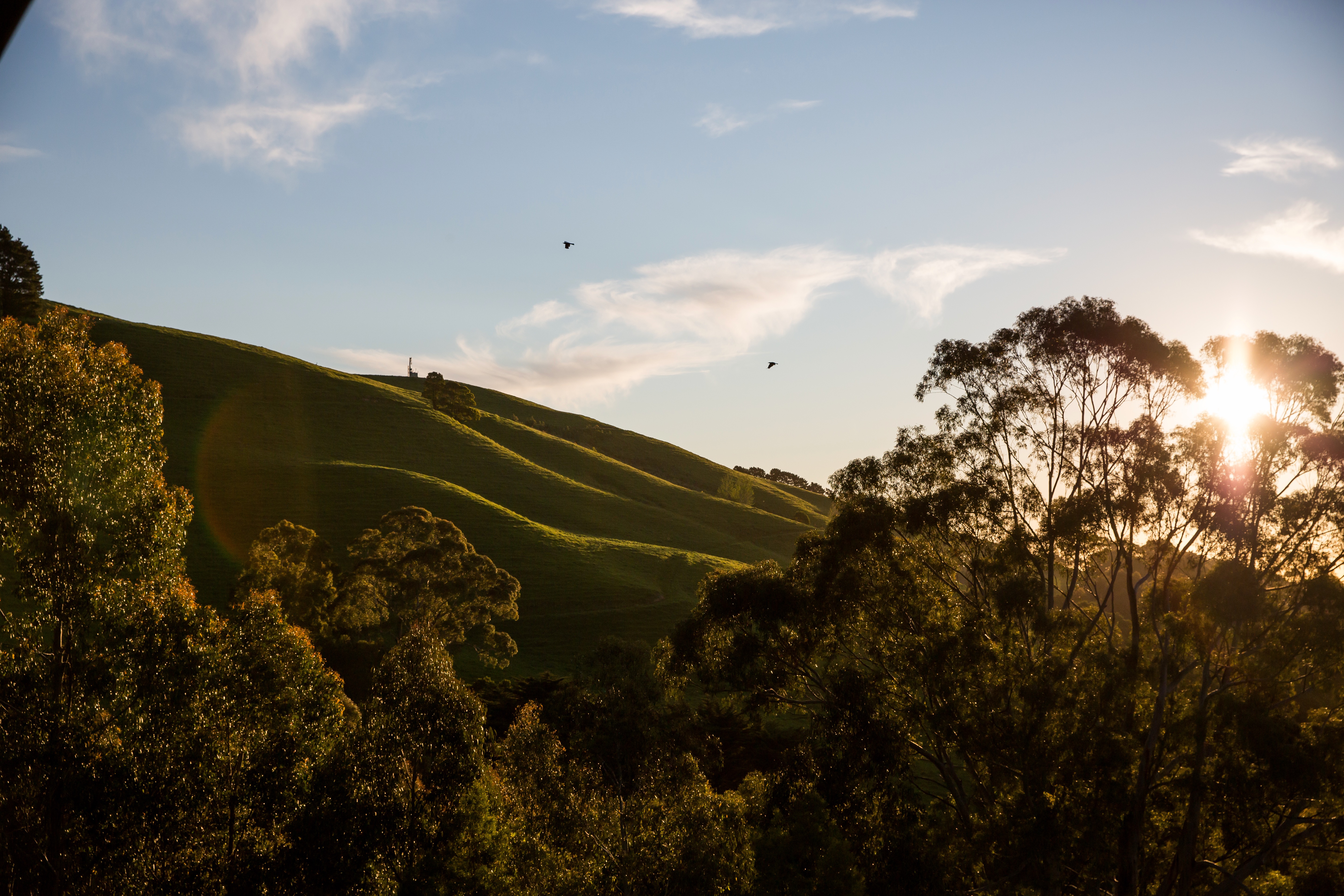 Spectacular views and passing birdlife from Anderley Tandara Cottage