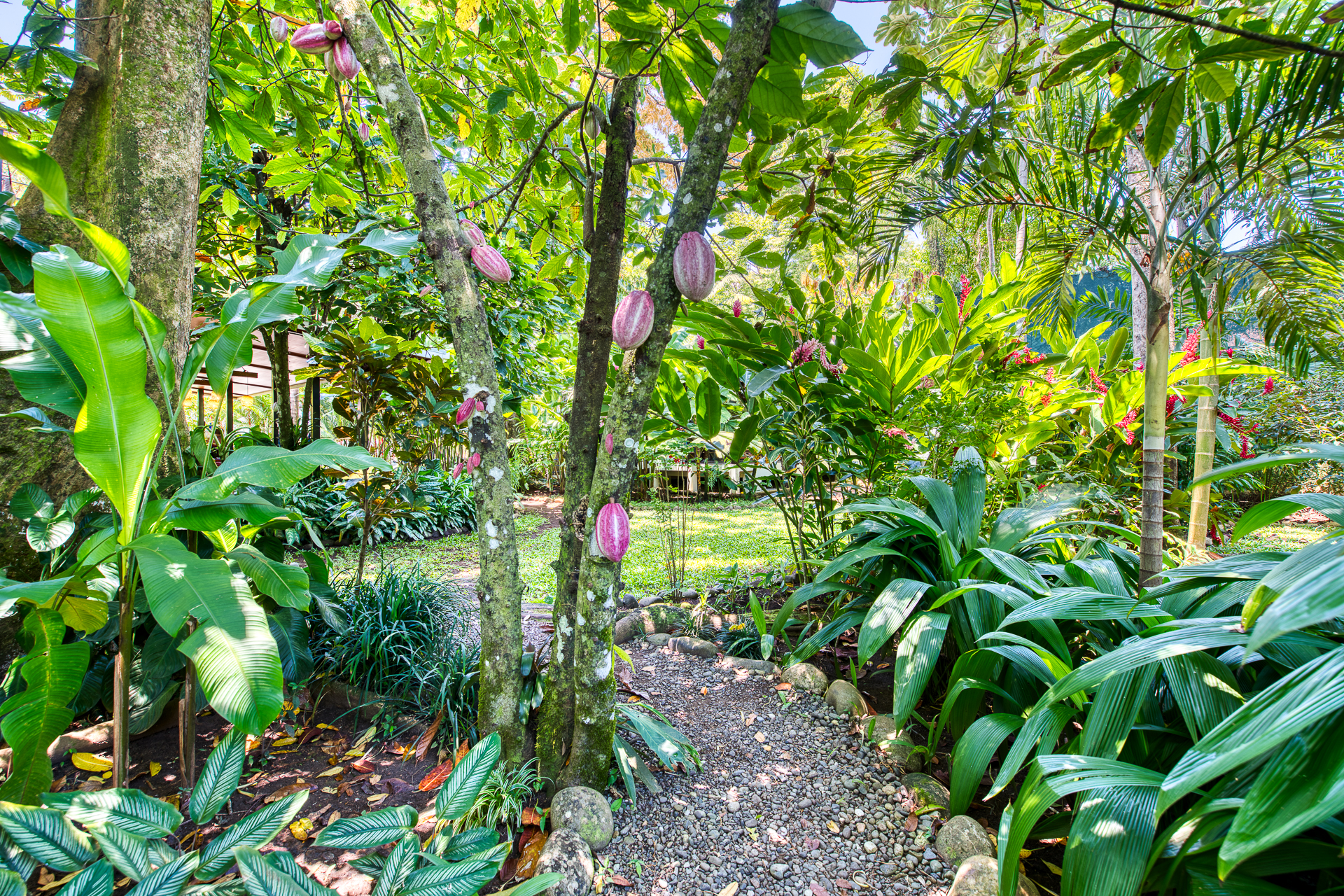 Cacao and garden path