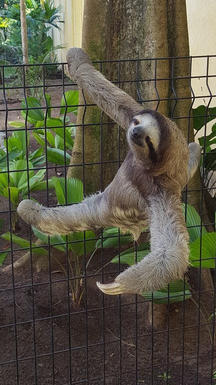 3 toed Sloth