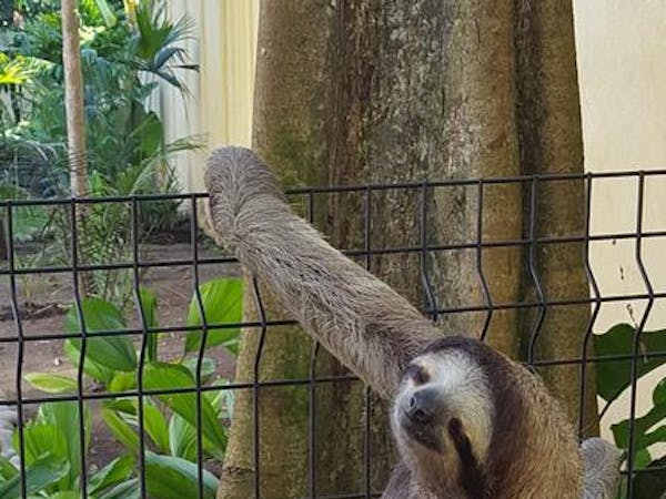 3 toed Sloth