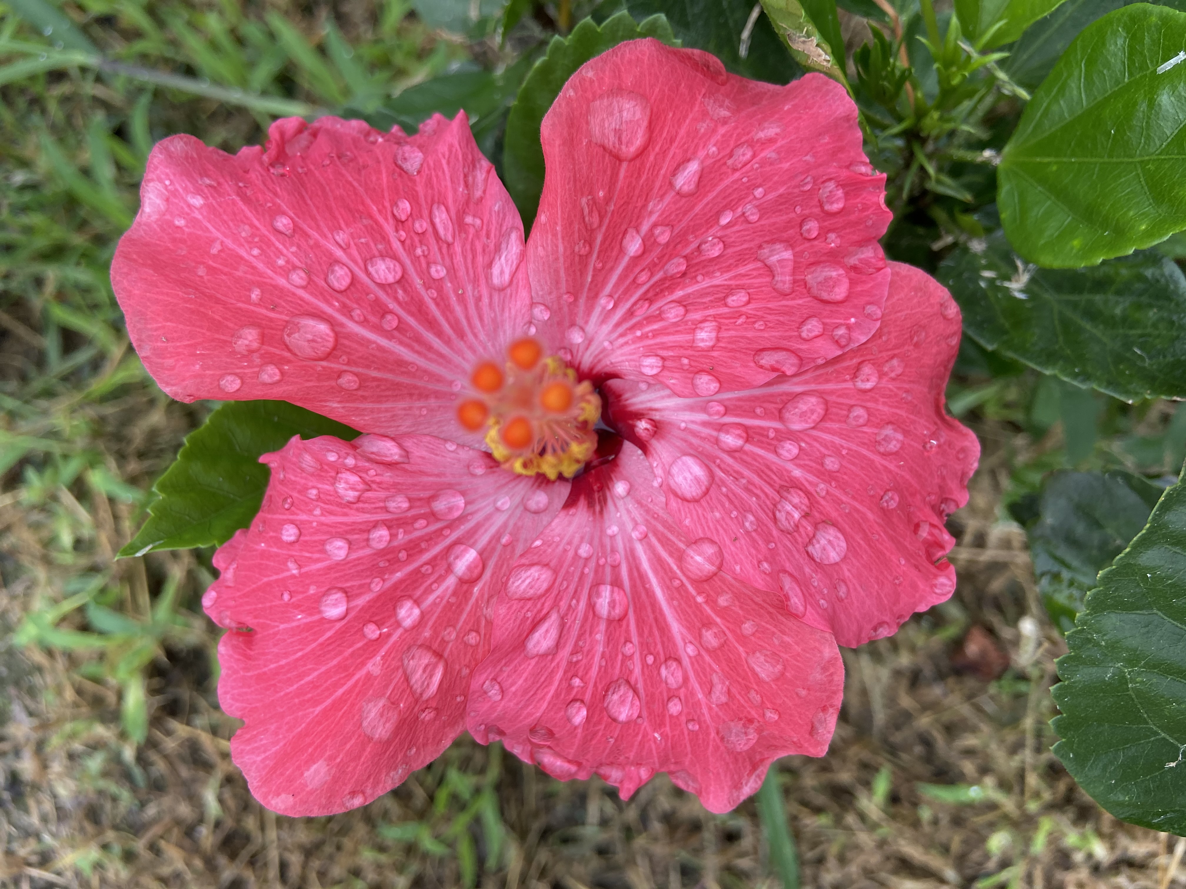 Hibiscus, Savannah, Savannah Inn and Suites