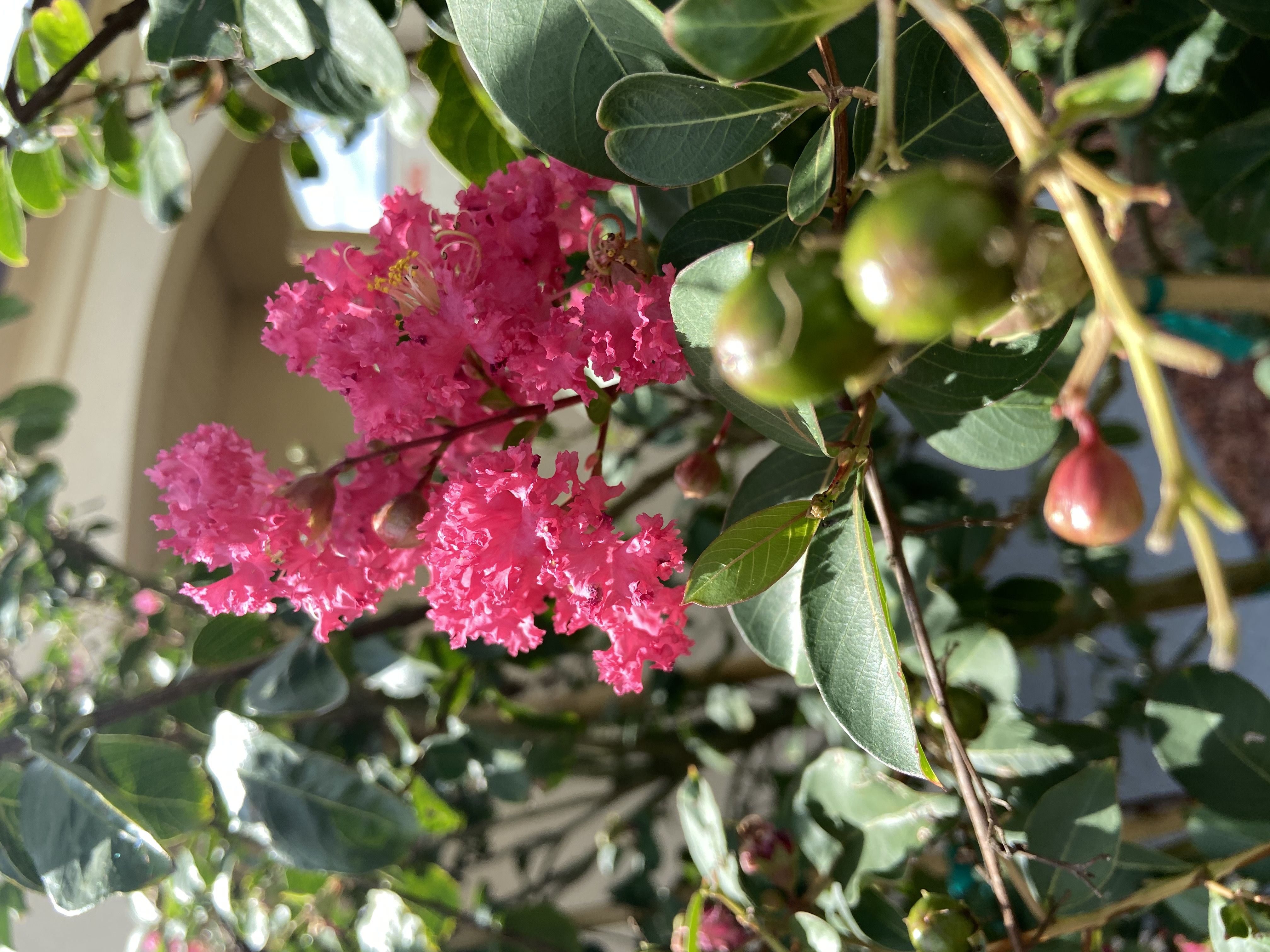 Savannah Inn and Suites, Property, Garden, Land, Flowers