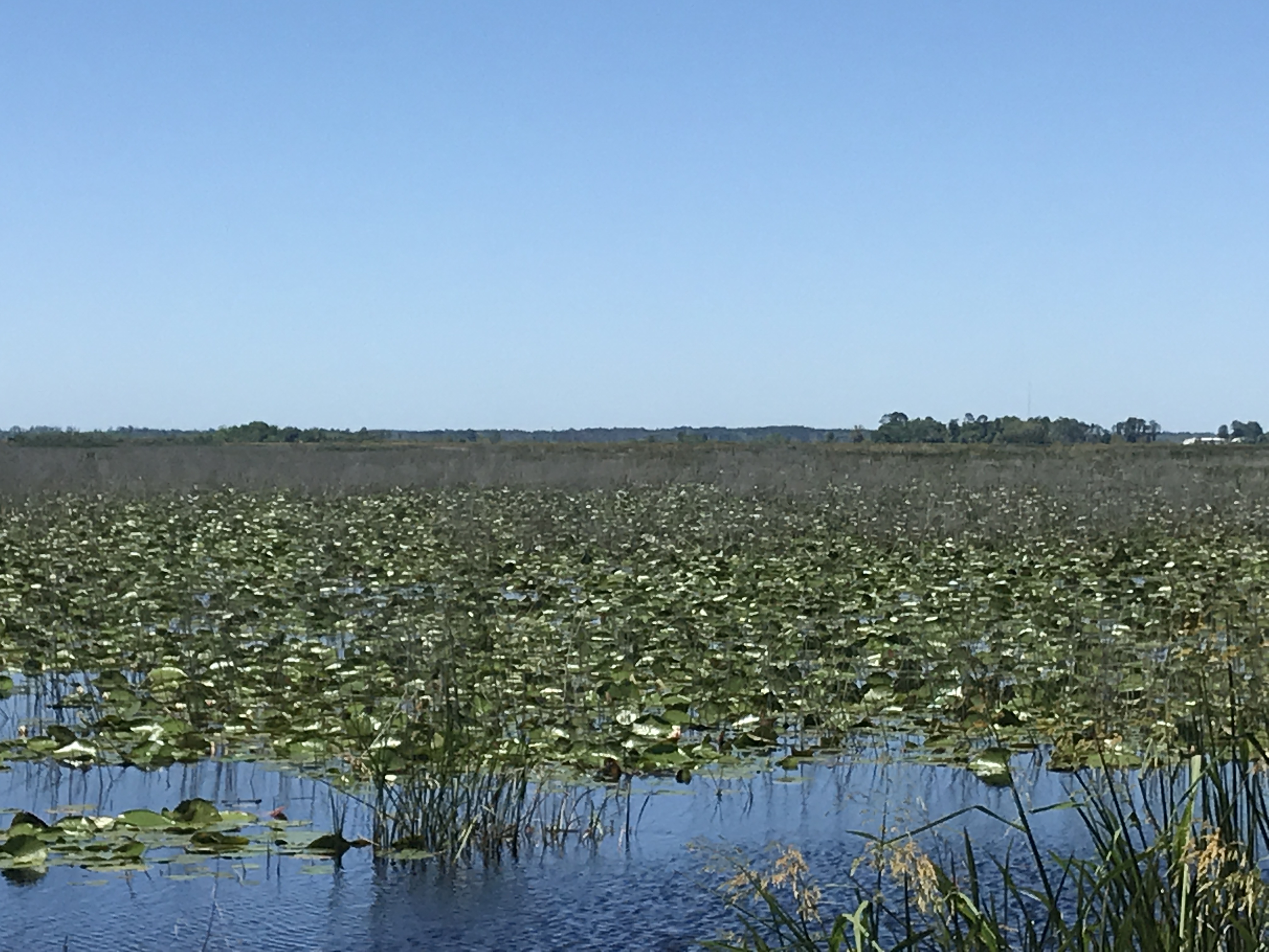 Wildlife Refuge, Savannah, South Carolina, Alligators, sightseeing, to do, nature, savannah inn and suites