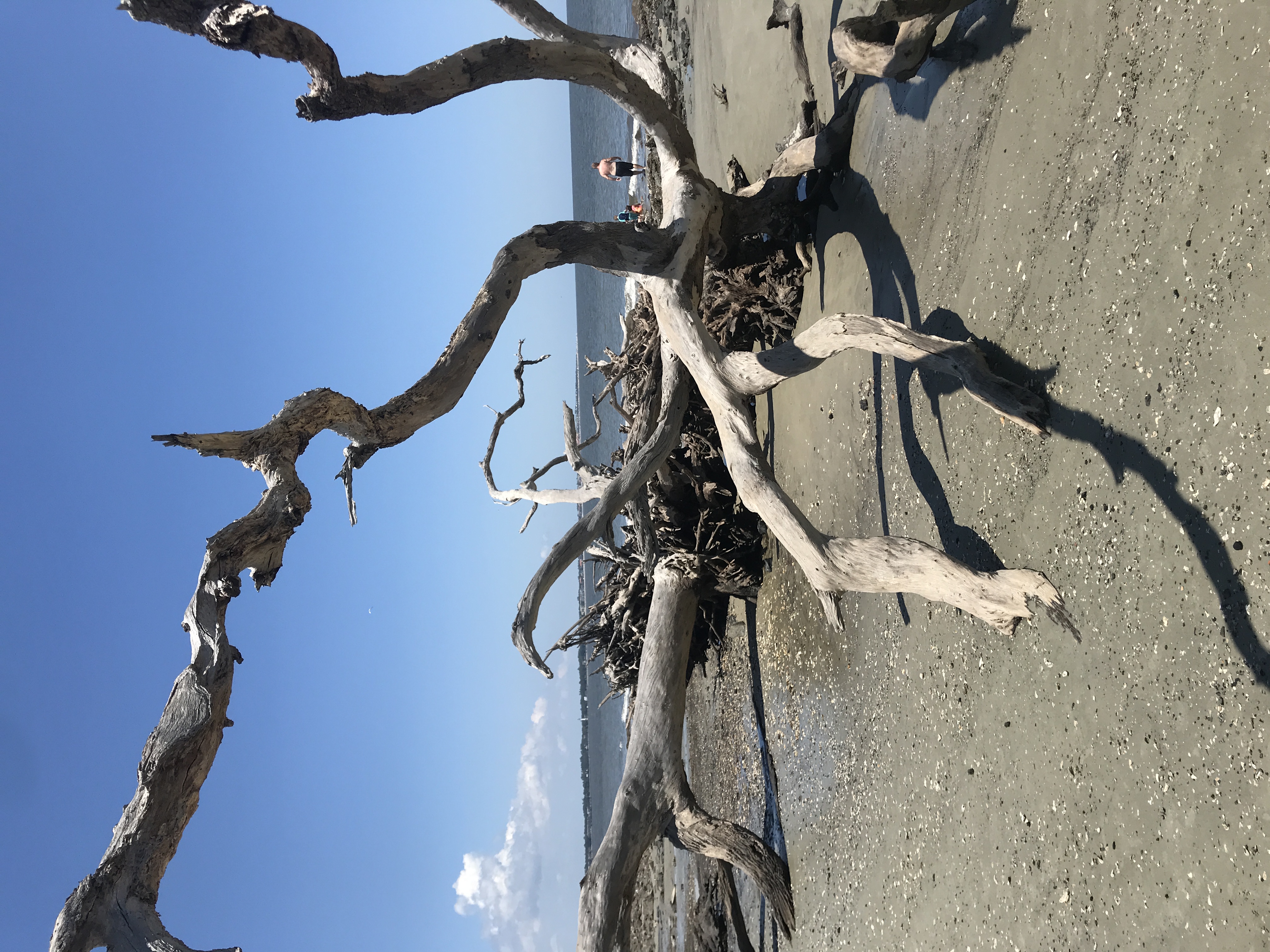 Jekyll Island, savannah, Sea Islands, to do, Inn, Suites