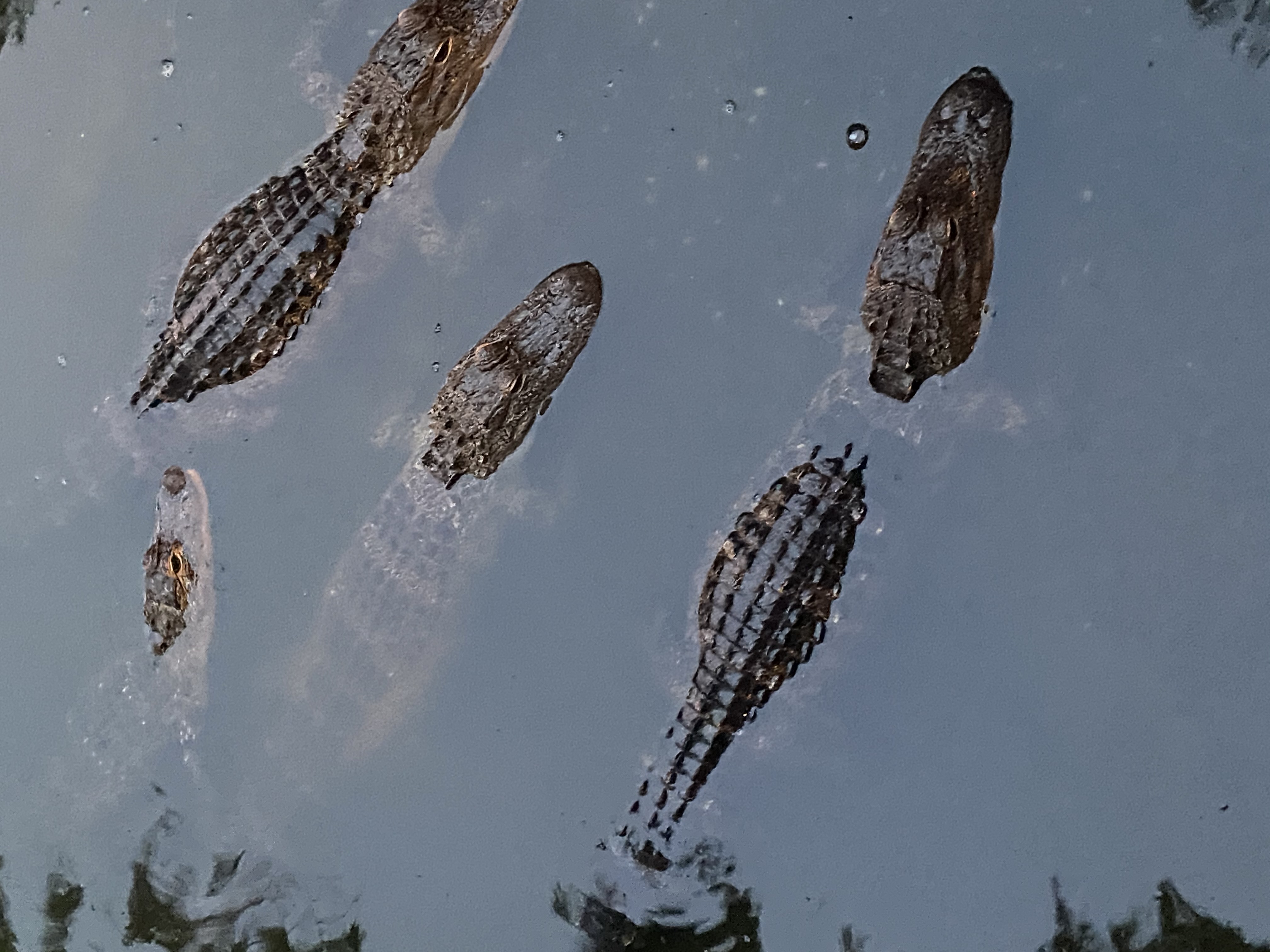 Wildlife Refuge, Savannah, South Carolina, Alligators, sightseeing, to do, nature, savannah inn and suites